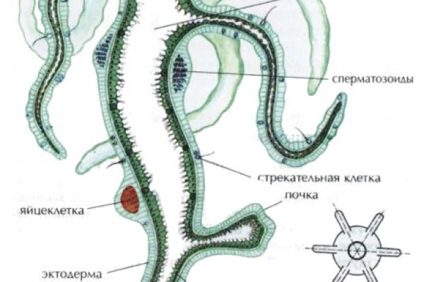 Мега кракен